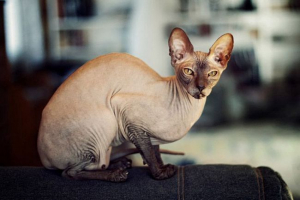 Канадський сфінкс: чи легко жити без одягу Канадський сфінкс: чи легко жити без одягу